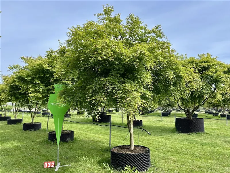 Acer palmatum