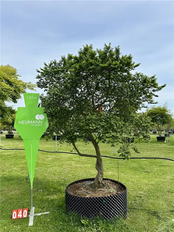 Ulmus x hollandica 'Jacqueline Hillier'