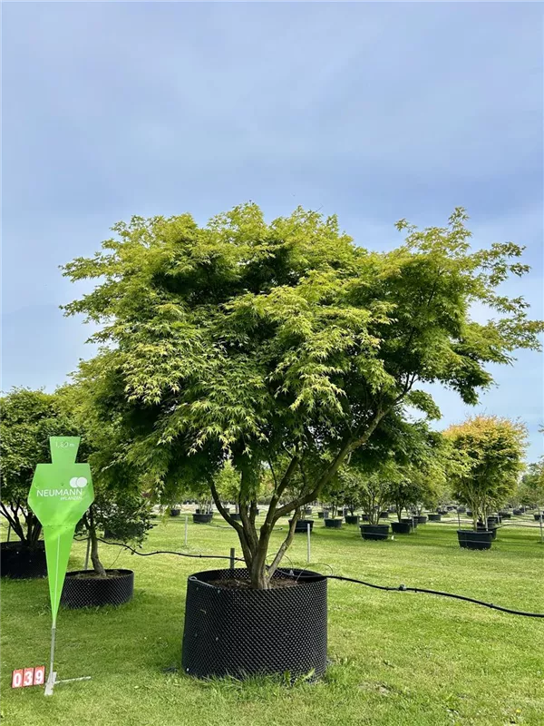 Acer palmatum