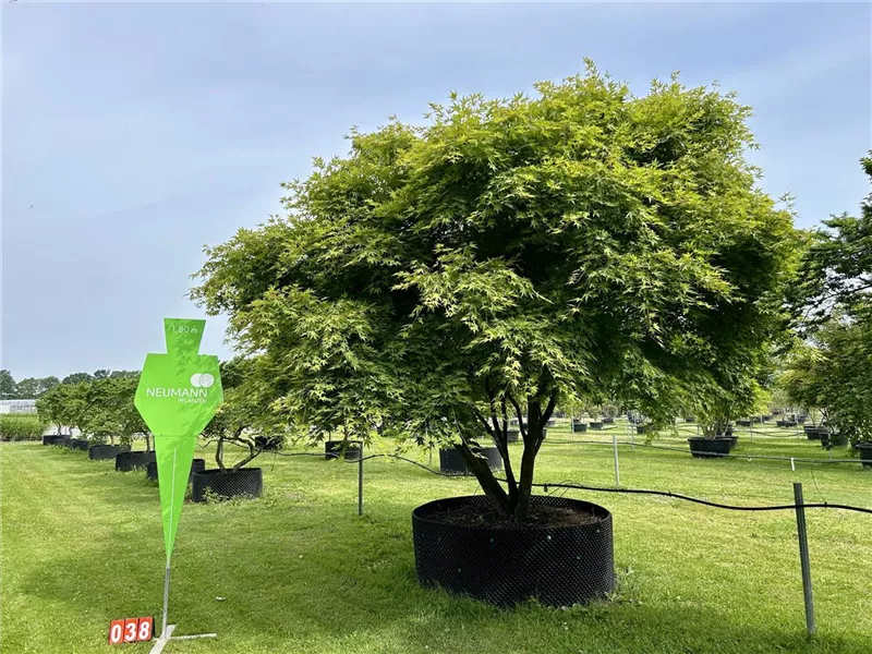 Acer palmatum