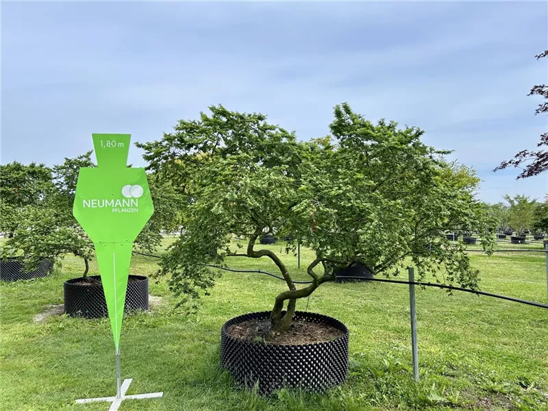 Ulmus x hollandica 'Jacqueline Hillier'