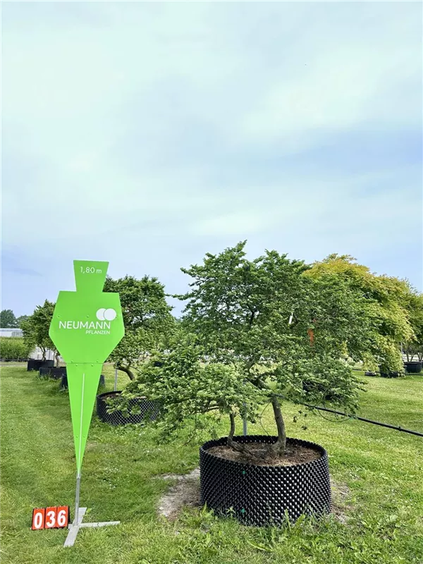 Ulmus x hollandica 'Jacqueline Hillier'