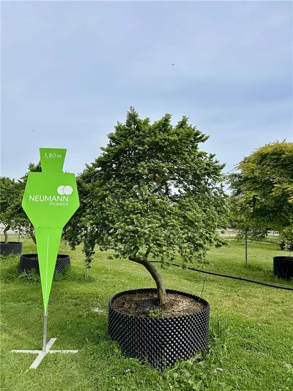 Ulmus x hollandica 'Jacqueline Hillier'
