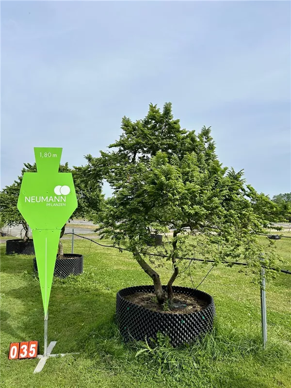 Ulmus x hollandica 'Jacqueline Hillier'