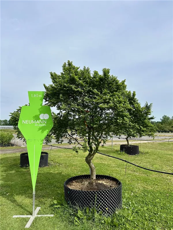 Ulmus x hollandica 'Jacqueline Hillier'