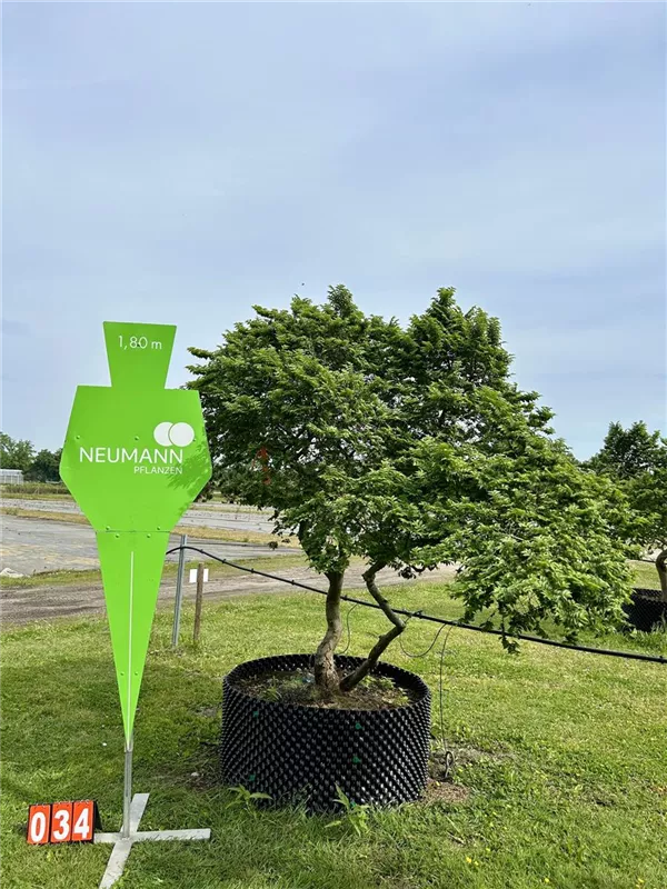 Ulmus x hollandica 'Jacqueline Hillier'