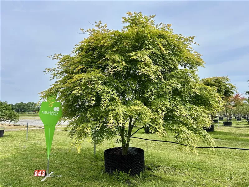 Acer palmatum