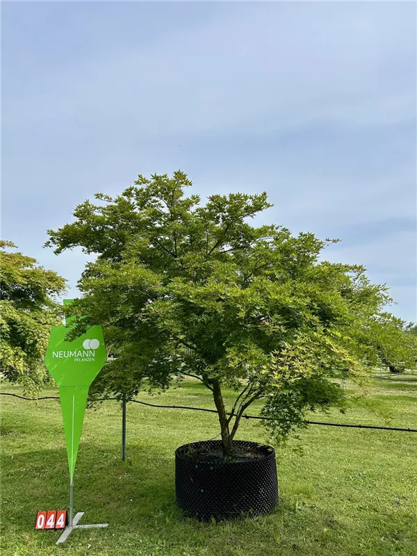 Acer palmatum