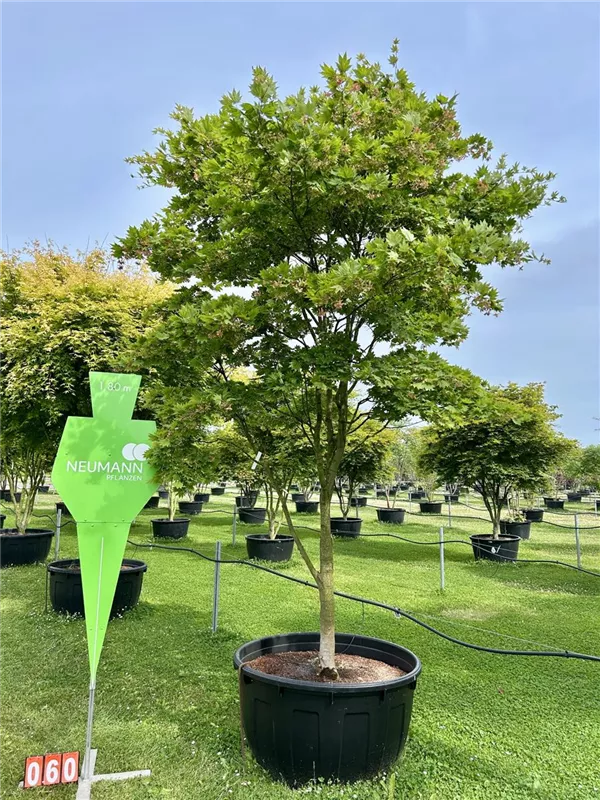 Acer sieboldianum