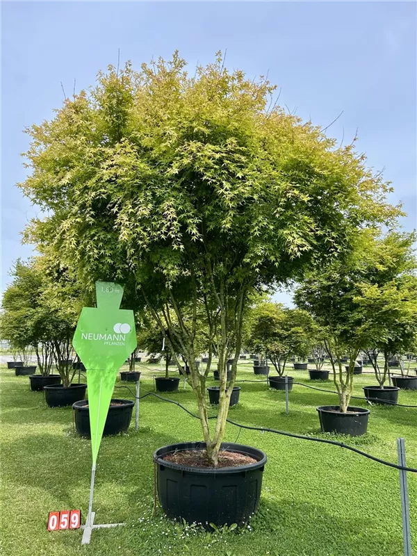 Acer palmatum