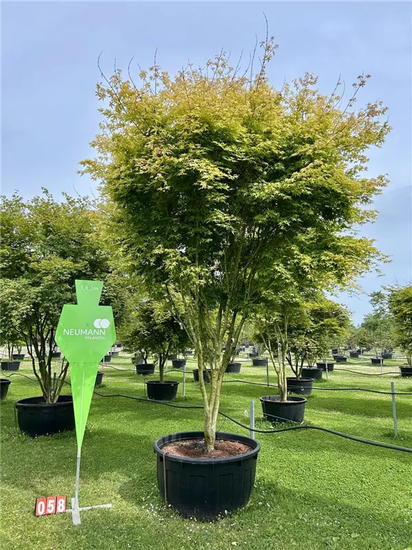 Acer palmatum 'Ueno yama'