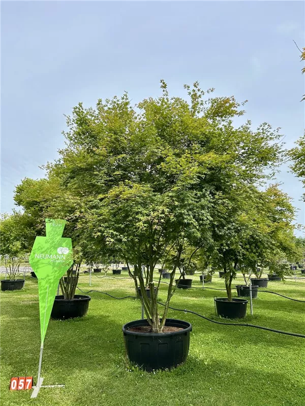 Acer palmatum