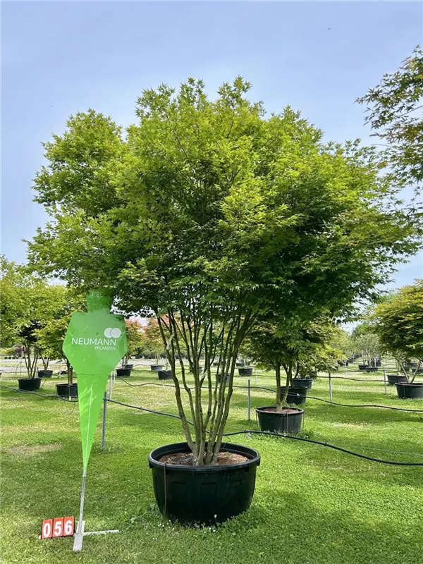 Acer palmatum