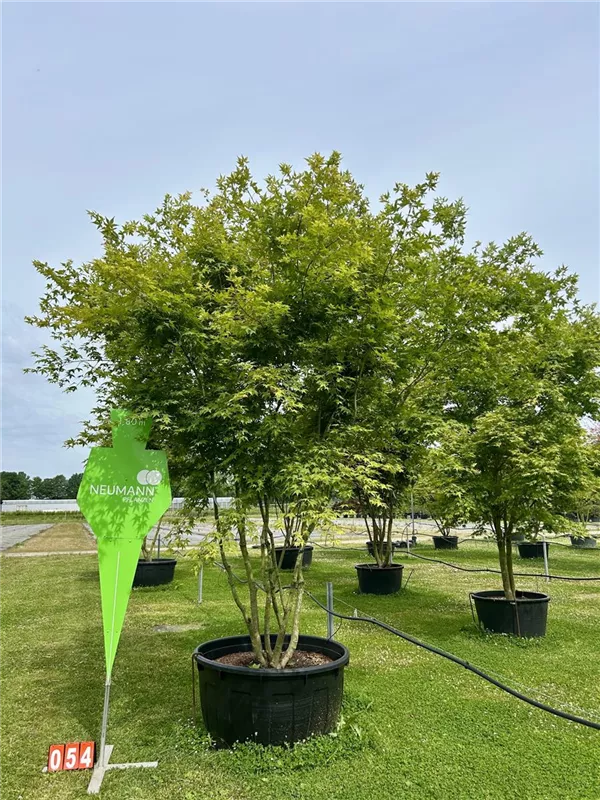 Acer palmatum