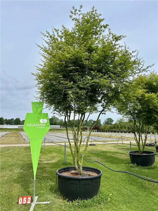 Acer palmatum