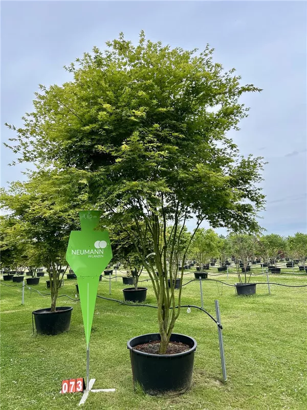 Acer palmatum