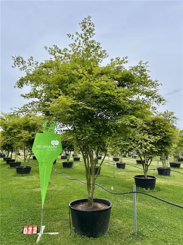 Acer palmatum