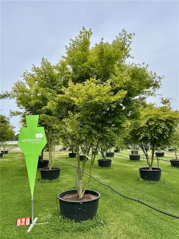 Acer palmatum