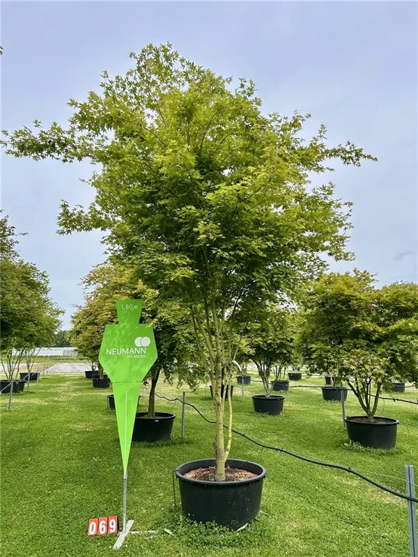 Acer palmatum