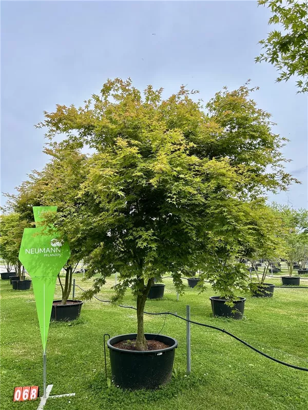 Acer palmatum