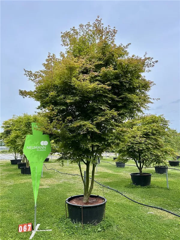 Acer palmatum