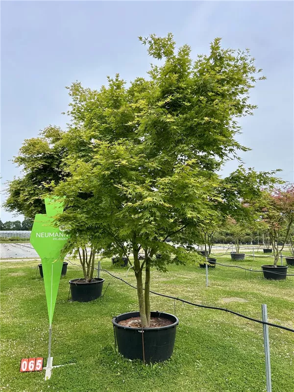 Acer palmatum