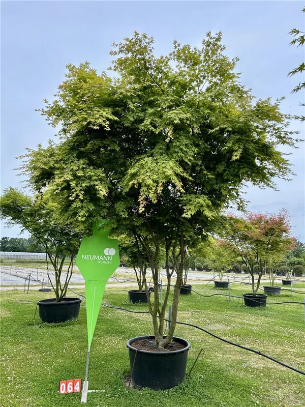 Acer palmatum