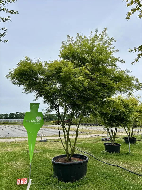 Acer palmatum 'Scolopendriifolium'