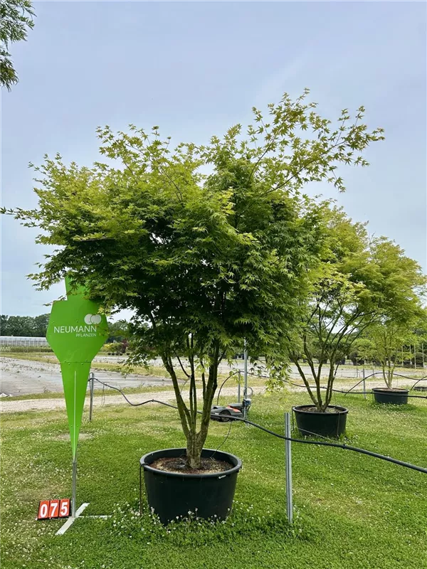Acer palmatum