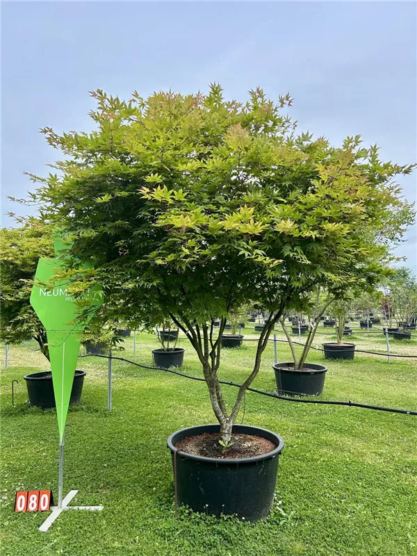 Acer palmatum 'Osakazuki'