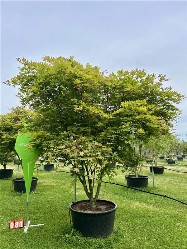 Acer palmatum 'Osakazuki'
