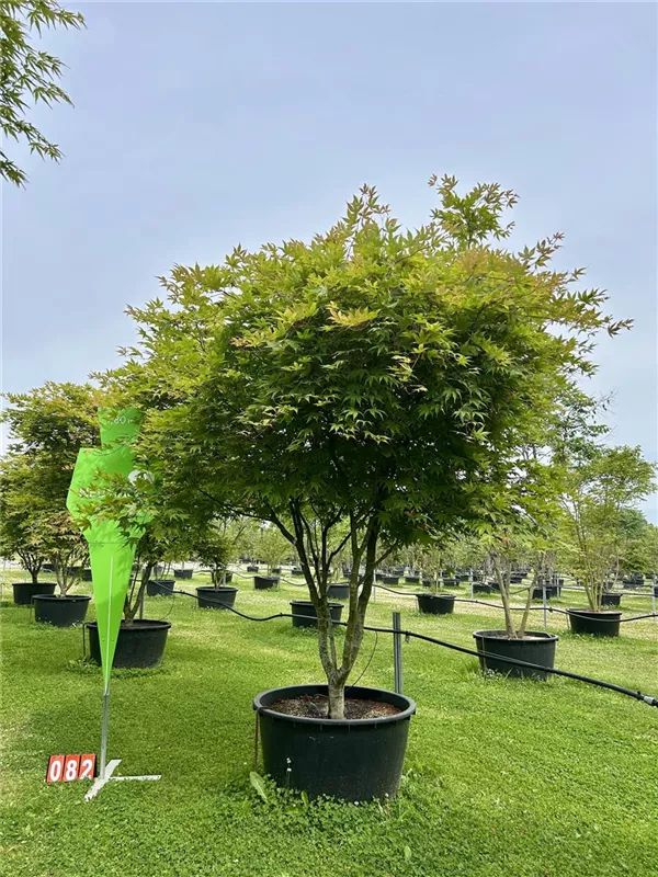 Acer palmatum 'Osakazuki'