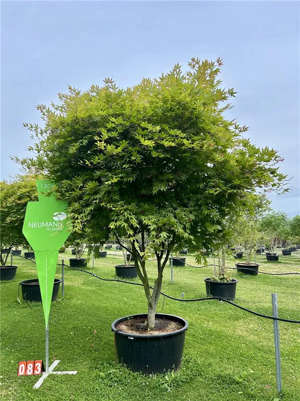 Acer palmatum 'Osakazuki'