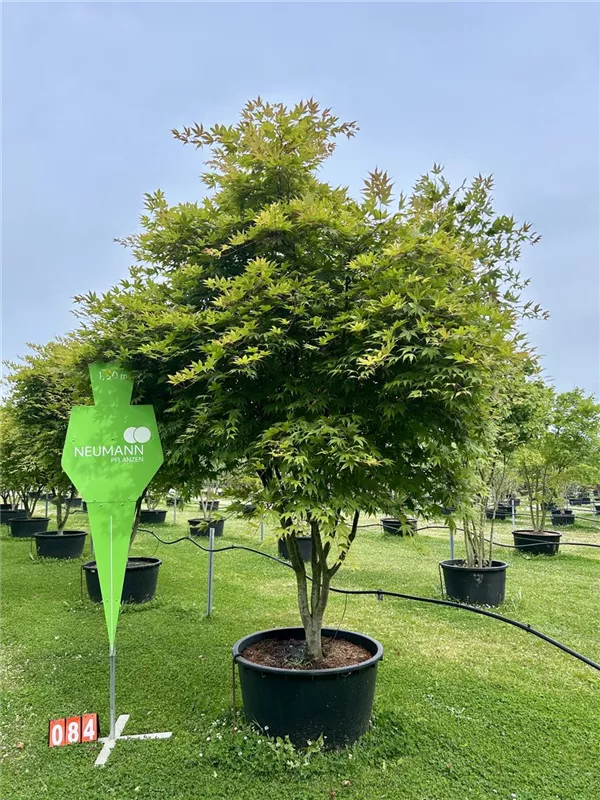 Acer palmatum 'Osakazuki'