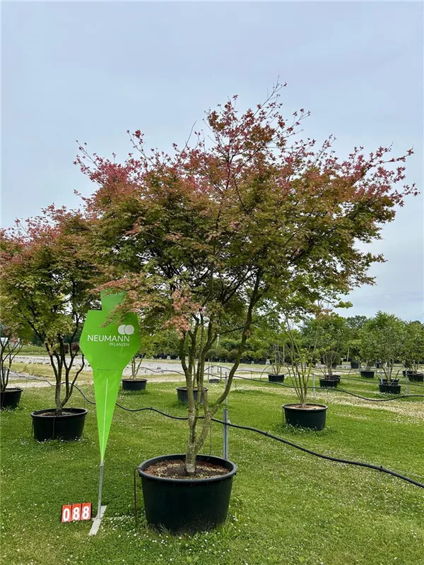 Acer palmatum 'Deshojo'