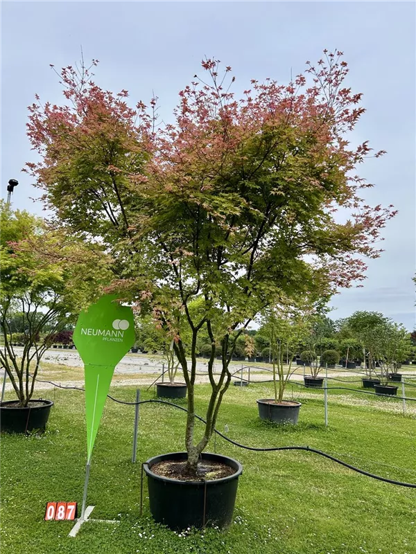 Acer palmatum 'Deshojo'