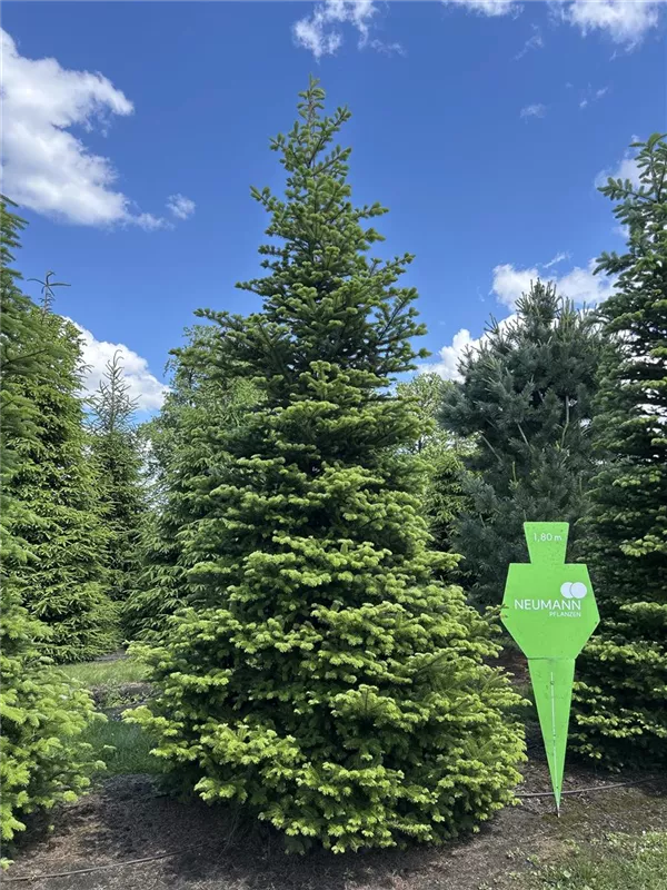 Abies homolepis