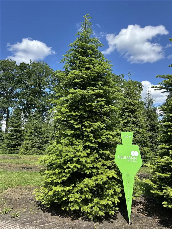 Abies homolepis