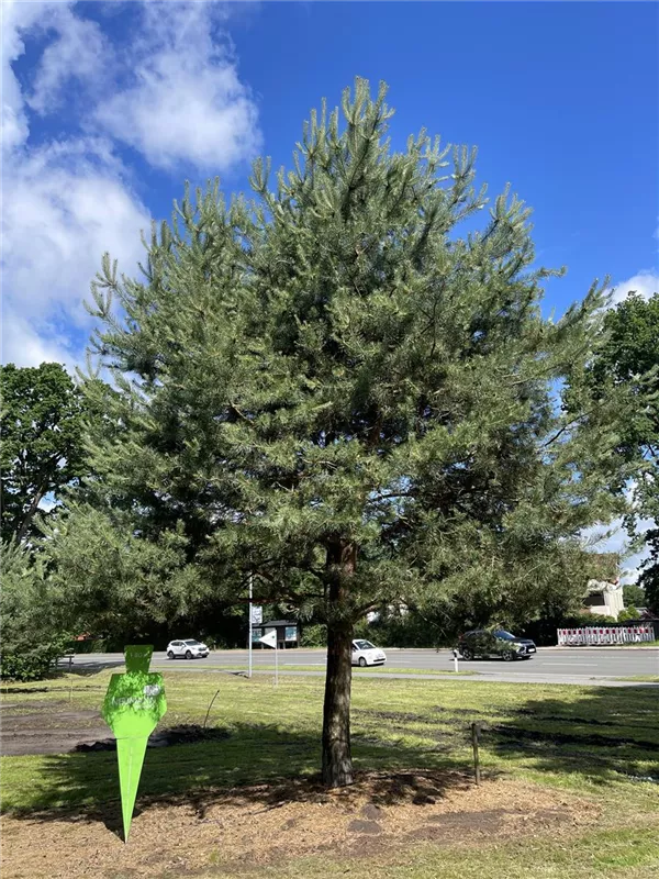 Pinus sylvestris