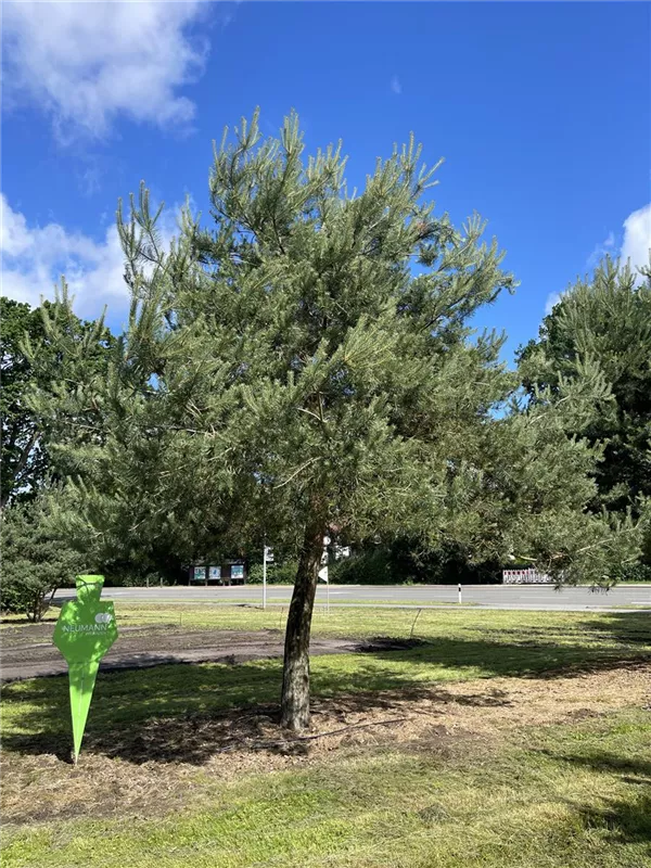 Pinus sylvestris
