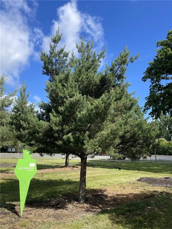 Pinus sylvestris