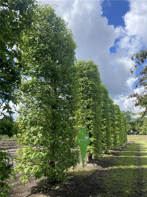 Liquidambar styraciflua 'Worplesdon'