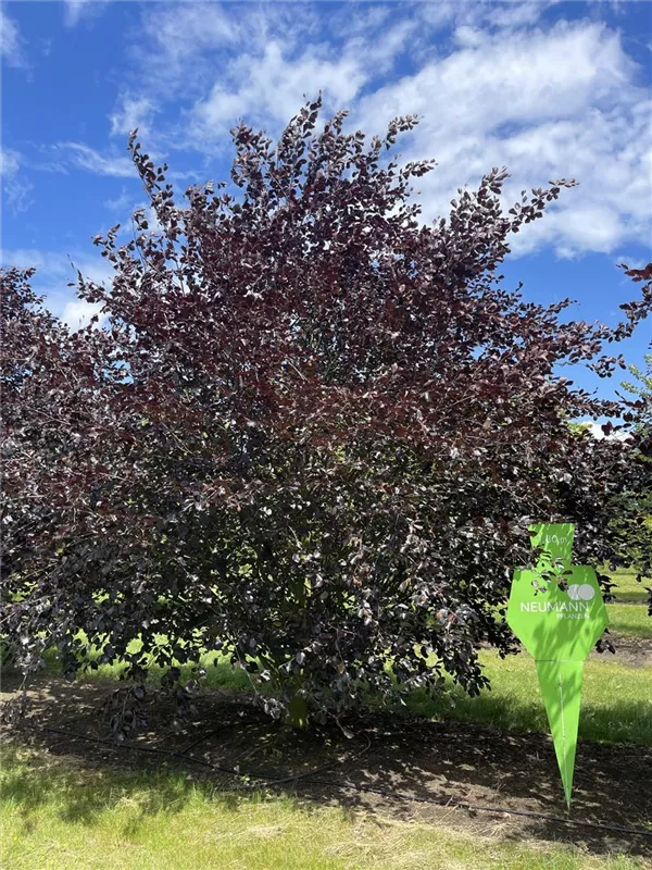 Fagus sylvatica 'Swat Magret'