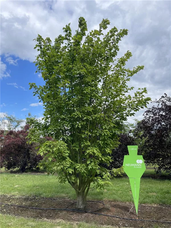 Acer rufinerve