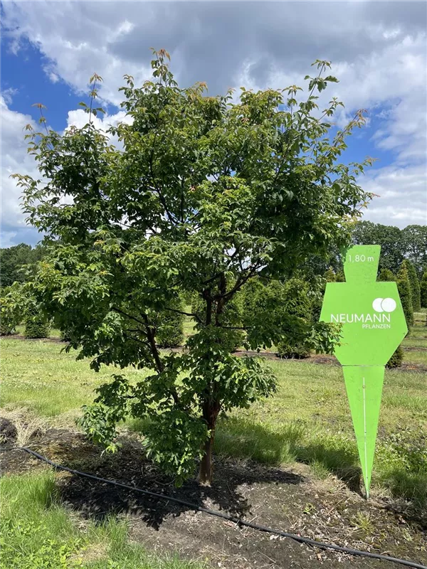 Acer griseum