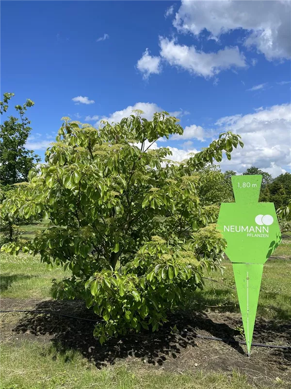 Cornus controversa