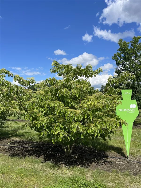 Cornus controversa