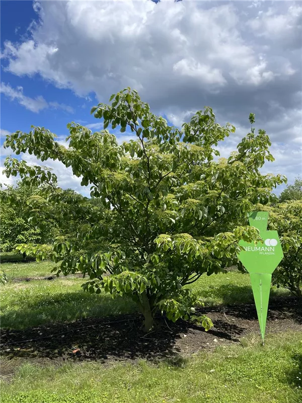 Cornus controversa