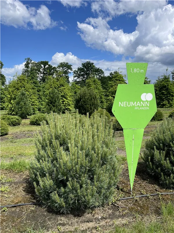 Pinus sylvestris 'Watereri'