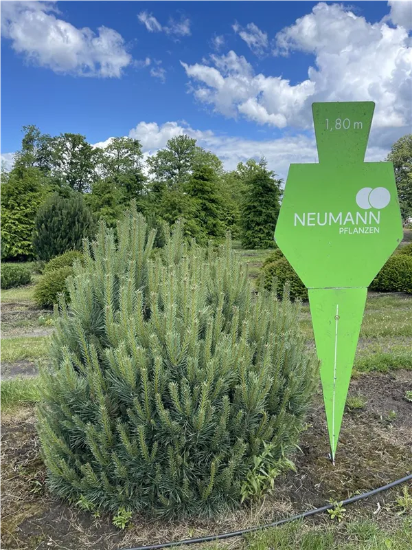 Pinus sylvestris 'Watereri'